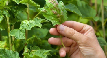 Proč se na listech rybízu objevily červené skvrny a co dělat?